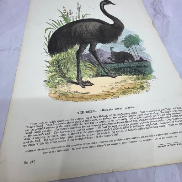 1843 The Emeu Emu Original Engraving Society for Christian Knowledge 11x15 V22 main image 0